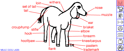 A technical drawing of the Mule Dog with the parts of his body identified.  The picture is animated so at times you see the Mule Dog and at other times you see his skeletal structure.  Other times you see a grid over the picture.  These changes have a corresponding change to the right side on a tall box that has squares that flash on when the different changes occur.